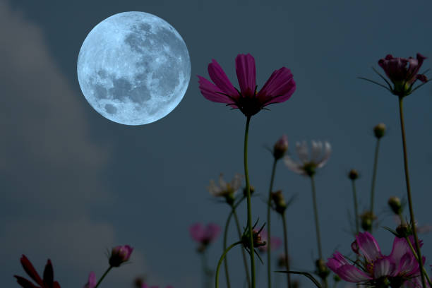 istock Full moon with cosmos flowers silhouette in the night. 1324013037