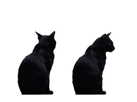 Back view of black cat sitting and Side view of black cat sitting isolated on white background.