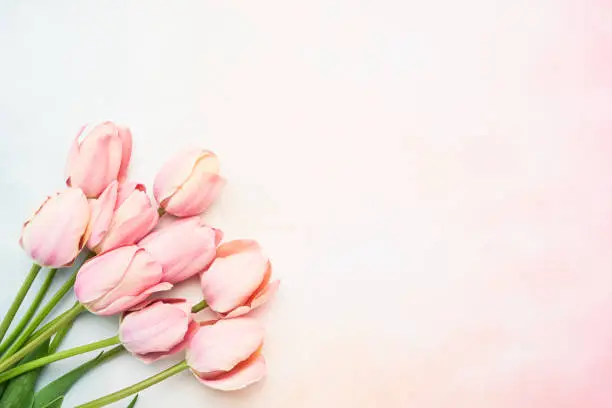 Pink tulip flowers on a pink-blue background, selective focus. Mothers Day, Birthday celebration concept. Flat lay, copy space for text