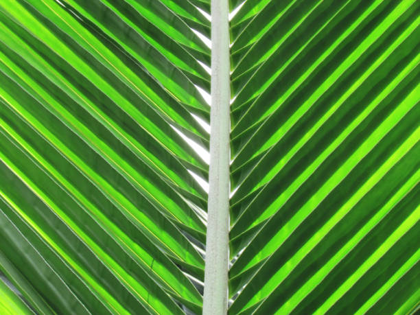 Texture with light and shadow on the coconut leaves in the daytime. nature background