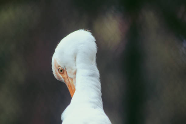 large pink pelican stand in the lagoon on a sunny day.blur background photo