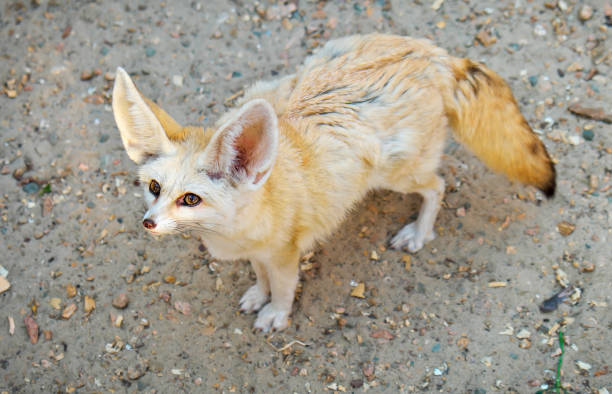 istock Fennec fox (Vulpes zerda) on the zoo. Wildlife animal. 1324016123