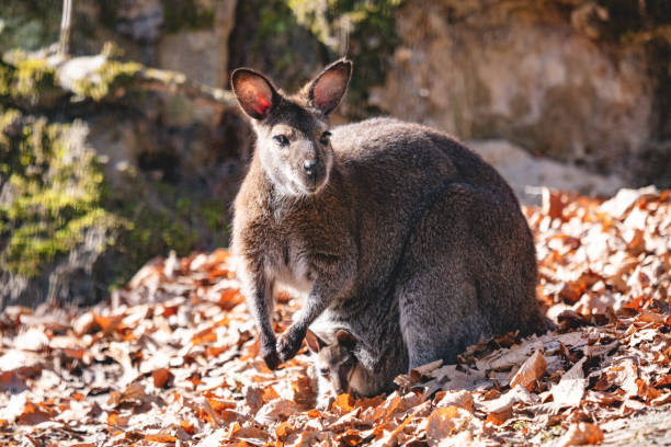 czerwona szyja wallaby z joey w torebce - wallaby kangaroo joey tasmania zdjęcia i obrazy z banku zdjęć