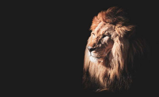 istock Lion face portrait on black background 1324017062