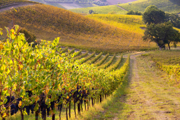 istock Vineyards and winery in autumn lit by sun 1324017657