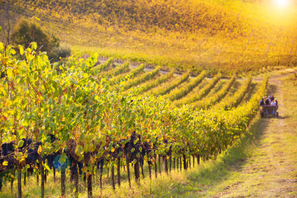 istock Vineyards and winery in autumn lit by sun 1324017728