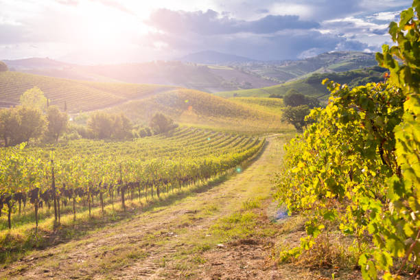 istock Vineyards and winery in autumn lit by sun 1324017797
