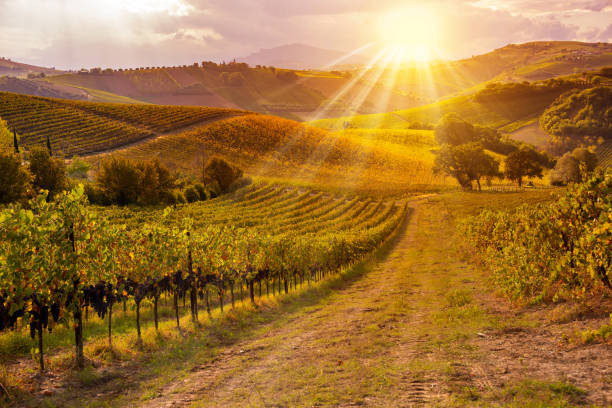 istock Vineyards and winery in autumn lit by sun 1324017838