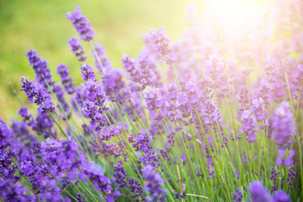 istock Violet lavender flowers in bloom in summer 1324018012