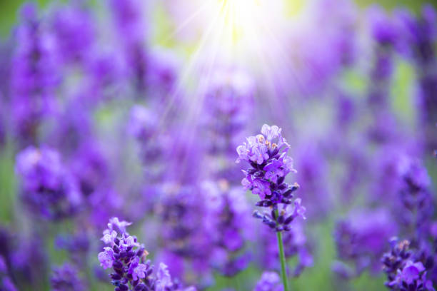 istock Violet lavender flowers in bloom in summer 1324018073