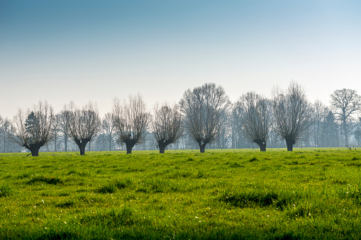 Row of pollard willows in a meadow in springtime