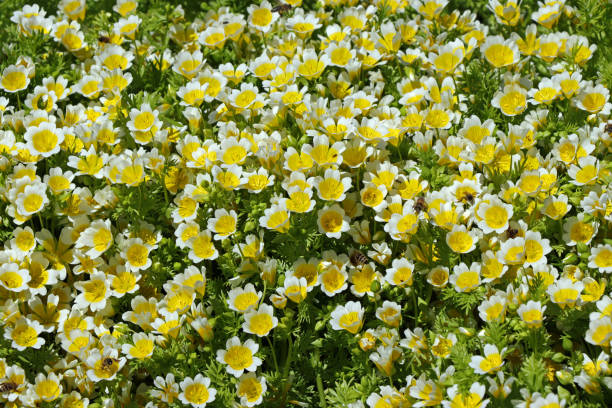 istock Meadowfoam or Limnanthes Douglasii (Spiegeleiblume) 1324019000