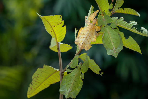 istock Dead leaf mantis. praying mantis that mimic dead leaves. 1324020801