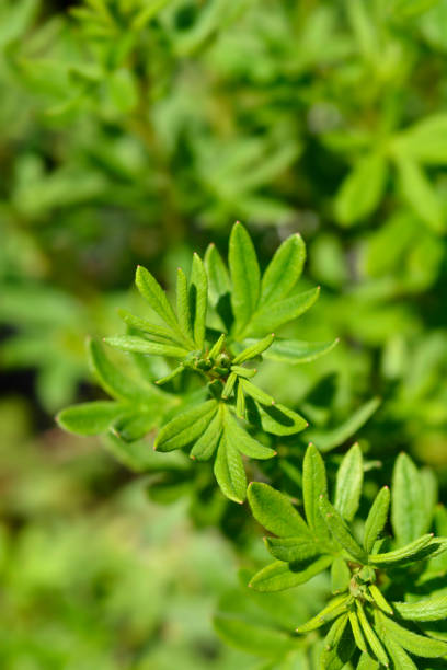 istock Shrubby Cinquefoil Goldfinger 1324020853
