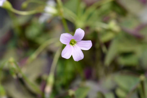 istock Purple shamrock Mijke 1324020856