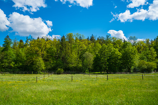Germany, Green nature landscape at edge of the forest with paddock and fence for horses in natural scenery in summer