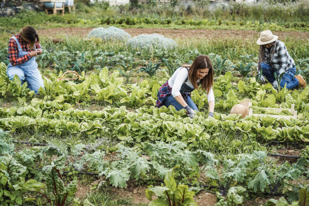 istock Multiracial people working while picking up lettuce plant - Focus on center woman face 1324021940