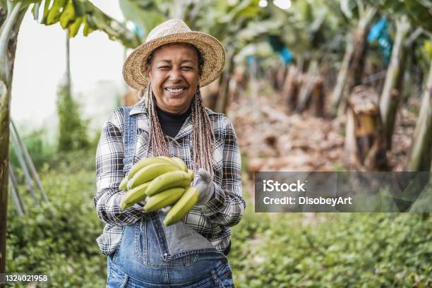 Senior African Farmer Woman Working At Greenhouse While Holding A Banana Bunch Focus On Face Stock Photo - Download Image Now