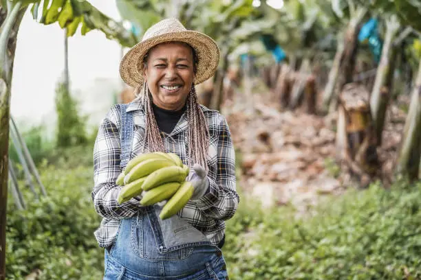 Photo of Senior african farmer woman working at greenhouse while holding a banana bunch - Focus on face