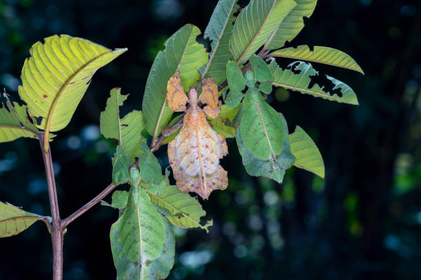 istock Dead leaf mantis. Green praying mantis that mimic dead leaves. 1324022049