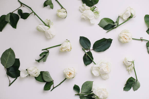 istock Elegant floral composition with white roses and place for text on white background 1324022135