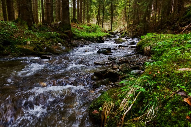 wonderful cold fresh brook in the forest in the spring