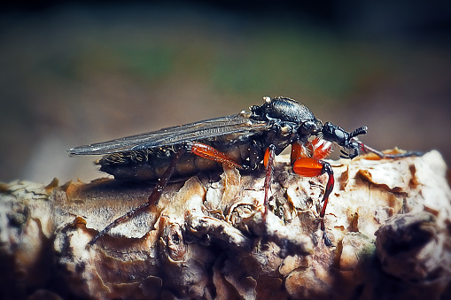 Bibio pomonae Female Bibionidae Insect. Digitally Enhanced Photograph.