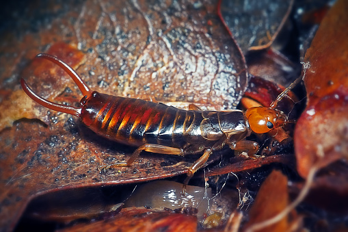 Millipede on the bark of a tree, close-up