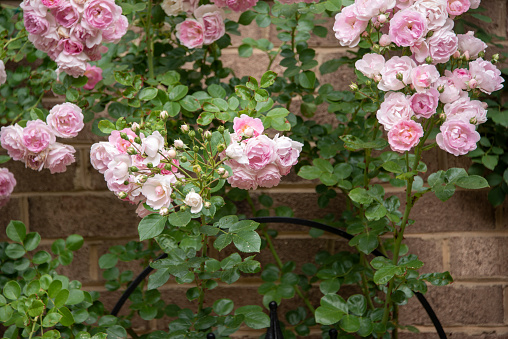 Climbing rose bush on a trellis next to brick wall