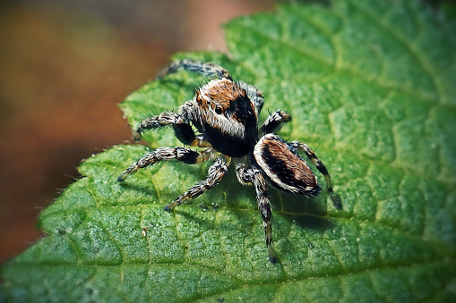 Evarcha falcata Jumping Spider. Digitally Enhanced Photograph.