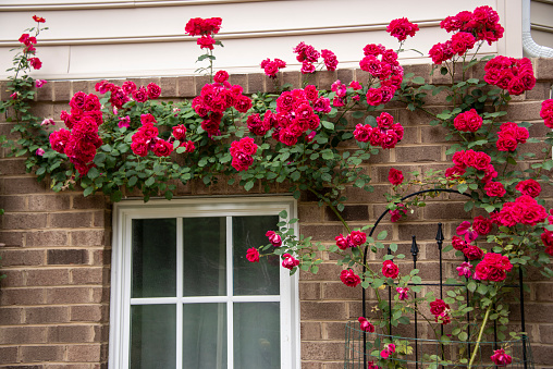 Red roses in front of a house on the street
