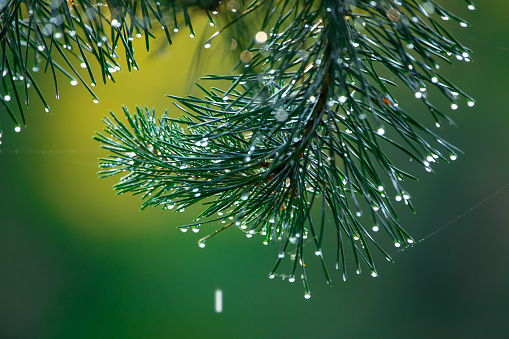 Pine branch with green needles in raindrops closeup. Water drops on the needle ends. Nature background.