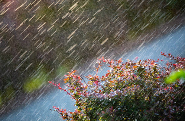 Drops of warm summer rain fall on the bright red leaves of barberry. Summer bright background.