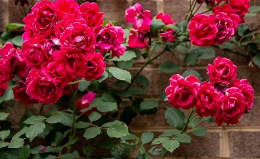 Red roses in a pot isolated on a white background. Top view.