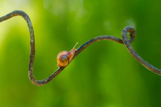 istock Rhinocochlis nasuta 1324024742