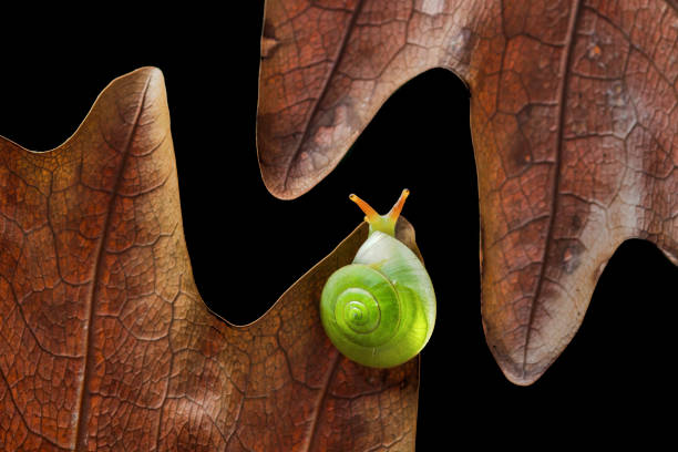 Green Snail (Rhinocochlis nasuta) as the name implies has a bright green shell is one type of snail from the mollusk group. This type of snail is found in dalugha plantations with humid