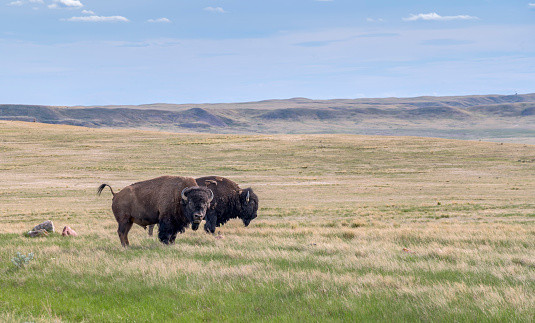 Two male plains bison on the prairie in Grasslands National Park, Saskatchewan, Canada