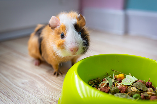 The guinea pig eats food from a bowl.