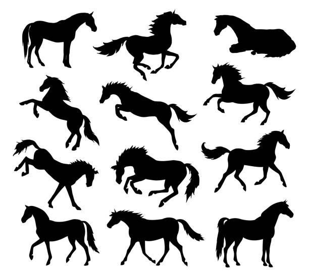 Vector set bundle of hand drawn horse silhouette Vector set bundle of hand drawn horse silhouette isolated on white background pony stock illustrations