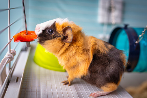 Stock photo showing close-up view of two, short haired American tricoloured guinea pigs (Cavia porcellus) sat against white background.