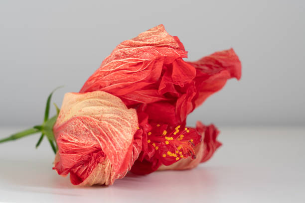 istock A pink hibiscus flower is placed on the white tabletop 1324026897