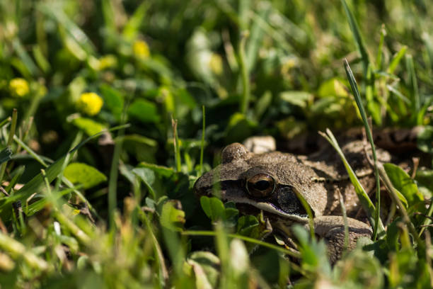istock close up view from a little brown grass frog in the sun 1324026996