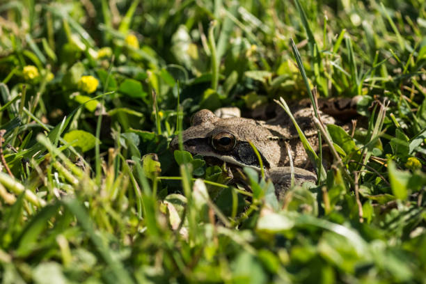 istock little brown grass frog in green grass and sun 1324027022