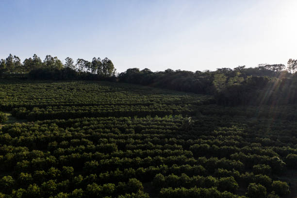 istock Orange produced in Brazil 1324027882
