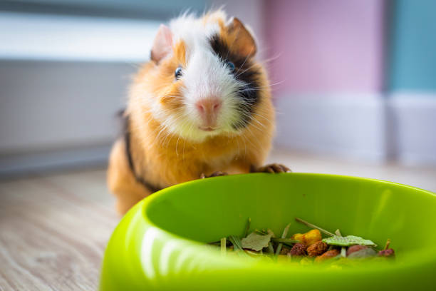istock The guinea pig eats food 1324027952