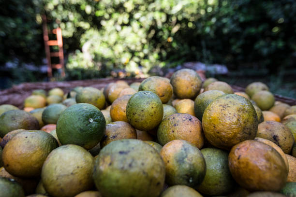 orange production on a farm in Paraná