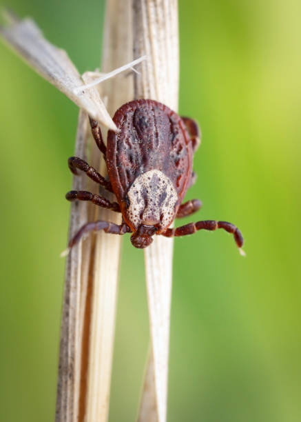 istock Female blood-sucking mite on a dry grass outdoors macro 1324028338