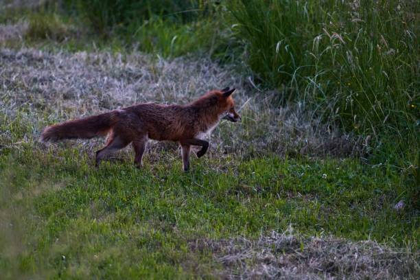 istock Red fox on the evening stalk in the meadow 1324029140