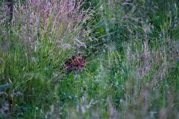 Red fox sits in tall grass and lies in wait for prey