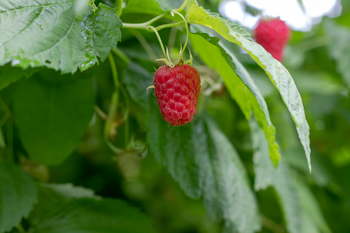 Berry farm. Ripe large raspberries on a bush. Macro photography